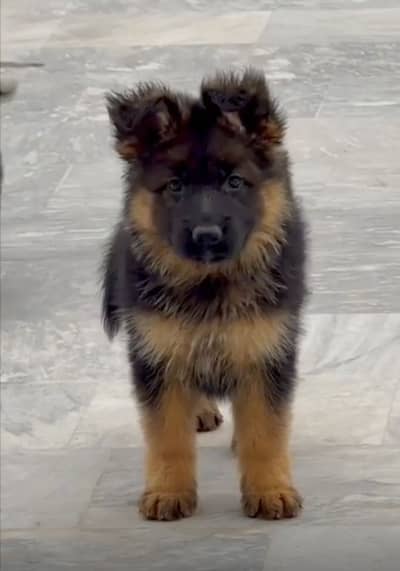 Extreme Quality Black Mask Long Coat Female pup