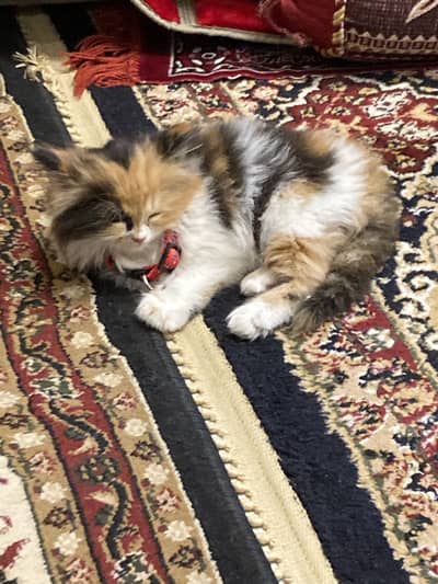 Persian calico doll face kitten