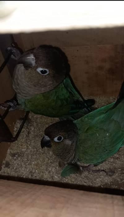 Blue turquoise conure black to black breeder pair