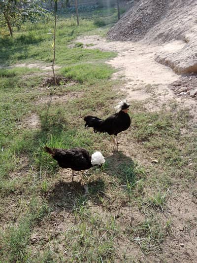 Polish murghi and murgha or murghi ando PE hai