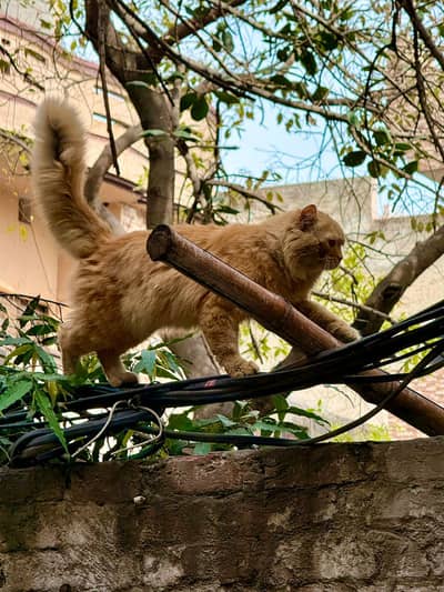 03008419251 what'sapp number contact