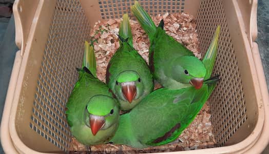Raw Parrot Chicks, Jumbo Size Birds, Near to Self Birds