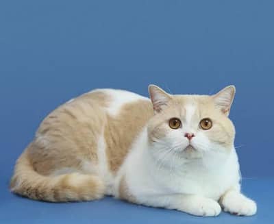 British shorthair and Scottish cross ha