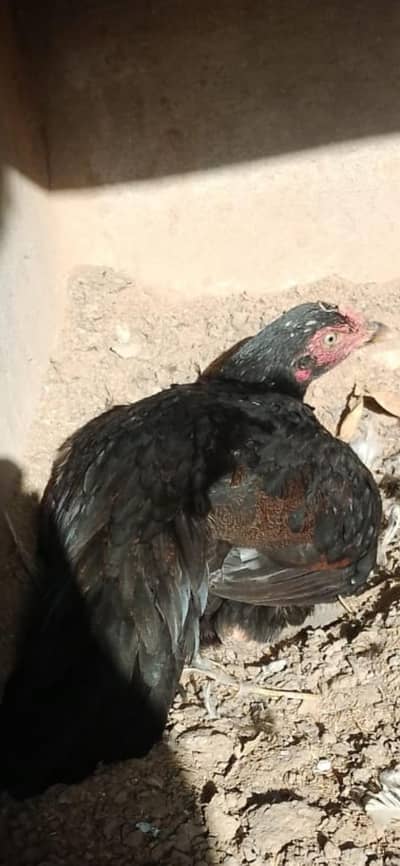 karok Madi Thai cross o3oo7178925