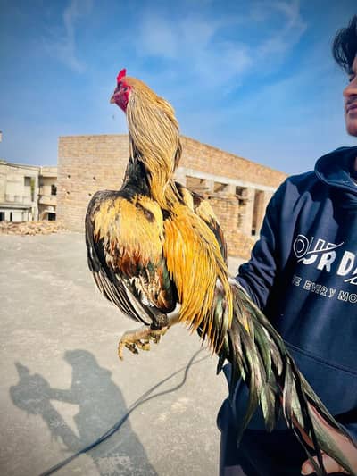 aseel out class jawa murga