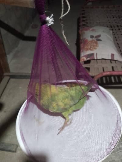 green parrot for sale