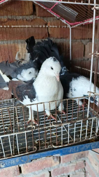 laka conform breeder pair