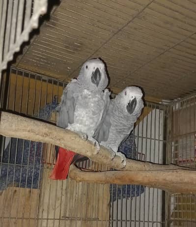 African Gray Pair for Sale