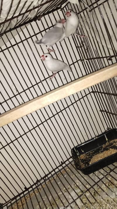 finches birds