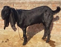 rajhan puri bakra