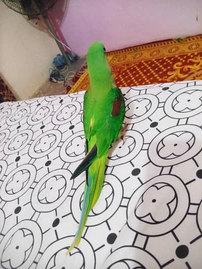 Raw Kashmiri Pahari Parrot