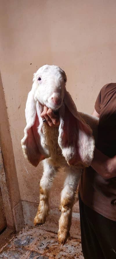 eik neeshan me kaljla or bakra kids available