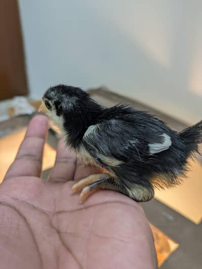 austrolorp chicks and eggs