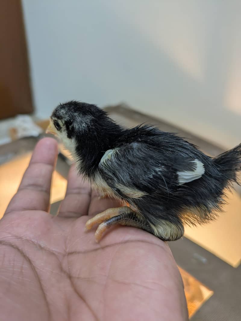 AUSTRALORP CHICKS 0