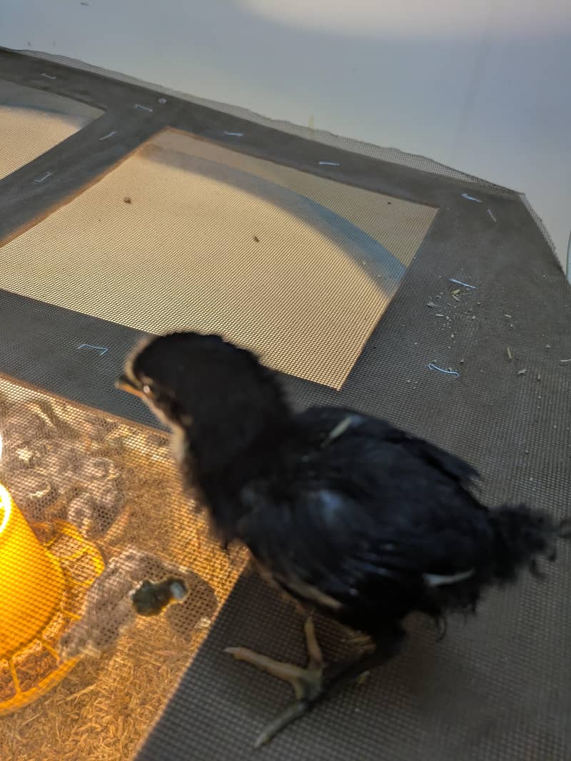AUSTRALORP CHICKS 1