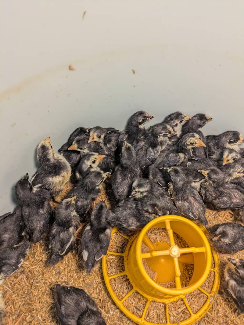 AUSTRALORP CHICKS 2