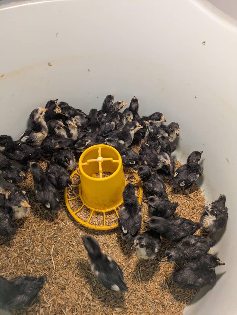 AUSTRALORP CHICKS 3