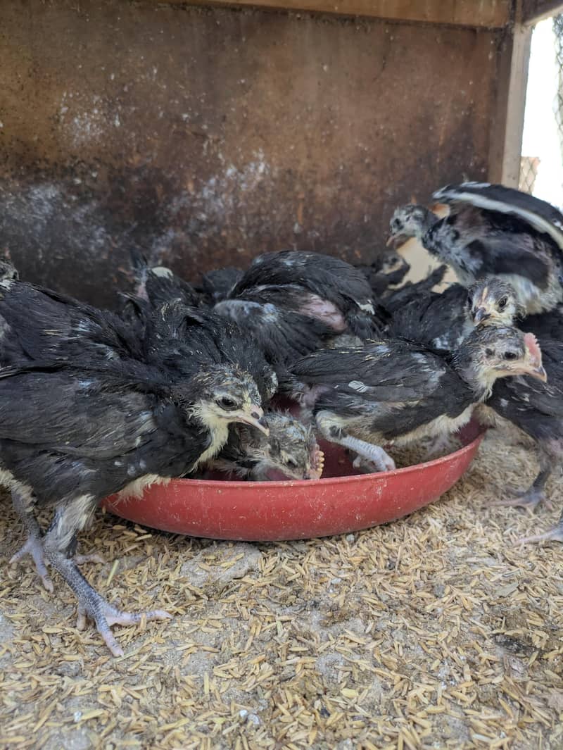 AUSTRALORP CHICKS 4
