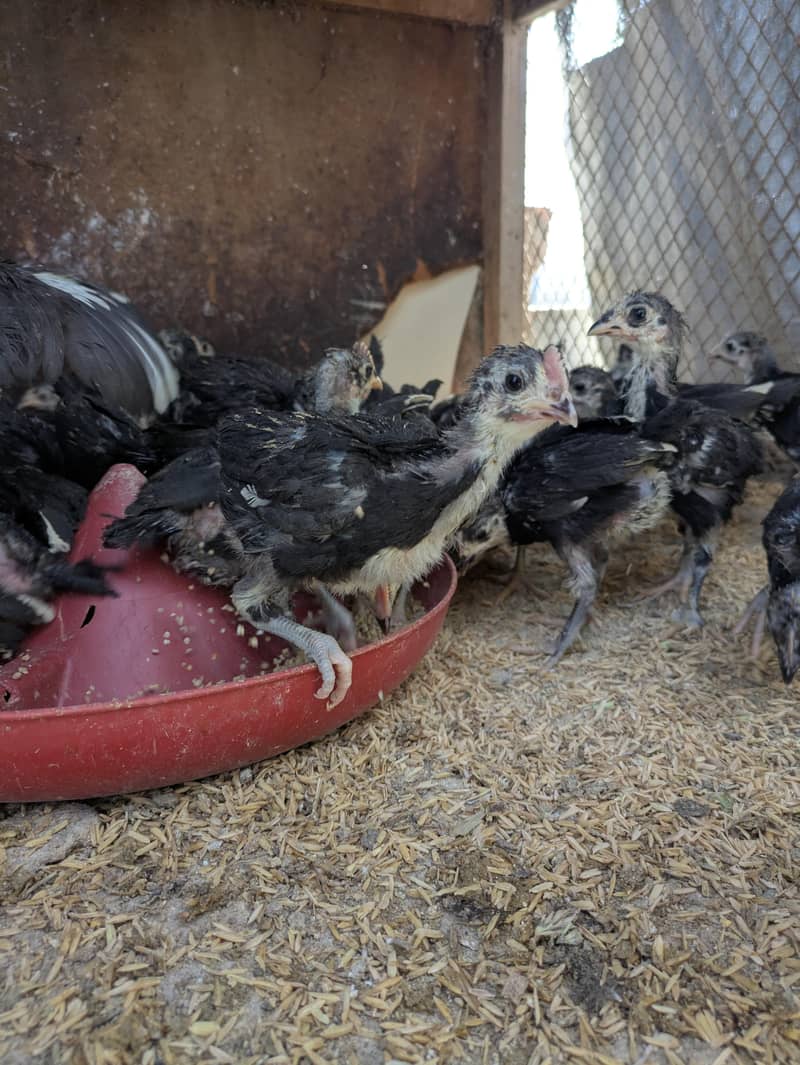 AUSTRALORP CHICKS 5