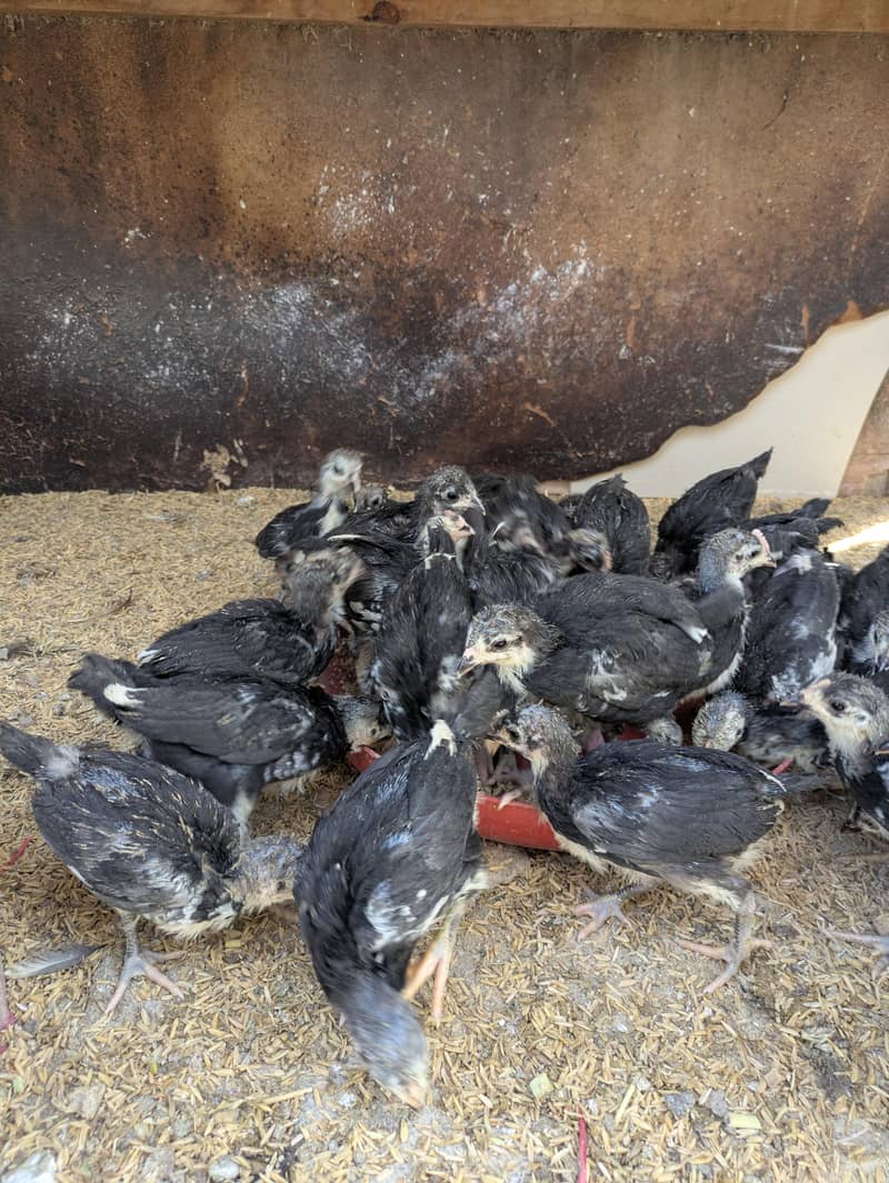 AUSTRALORP CHICKS 6