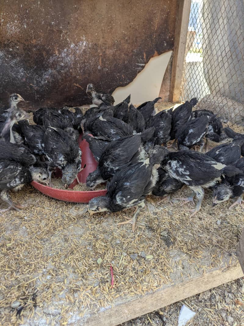 AUSTRALORP CHICKS 7