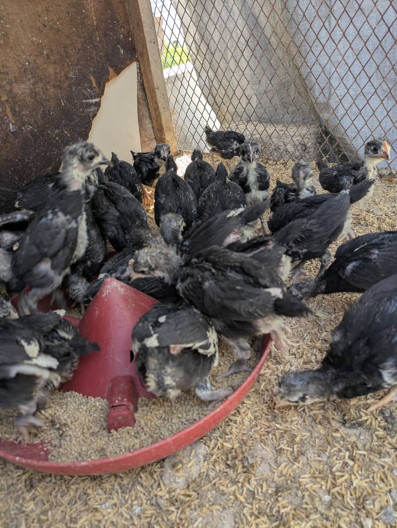 AUSTRALORP CHICKS 8