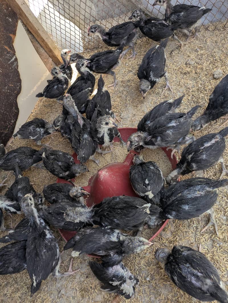 AUSTRALORP CHICKS 9