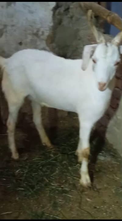 Qurbani Bakray 2026 – Healthy & Active (2 Dant)