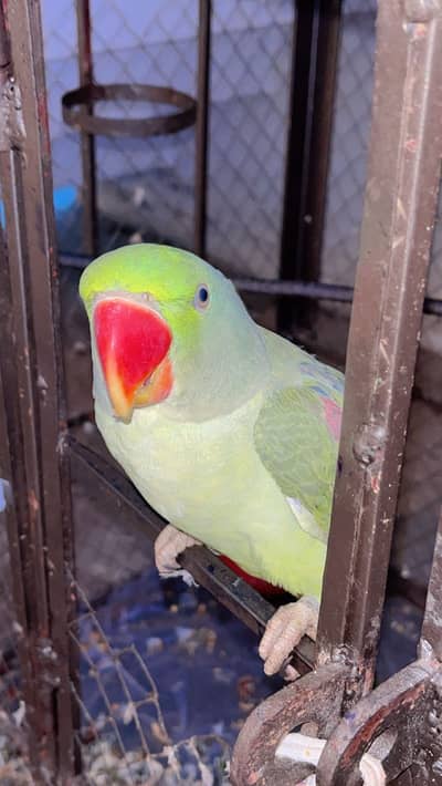 Raw parrot pair for sale