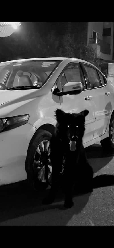 Black shepherd Top quality