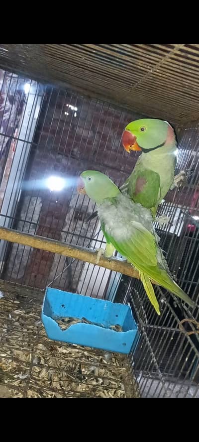 raw parrot breeder pair female plucked