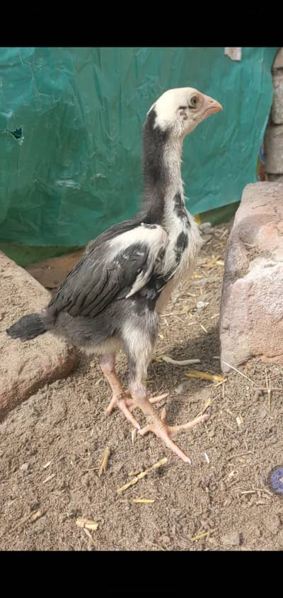 high quality king Shamo