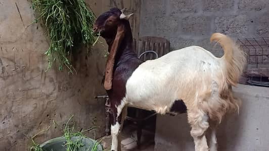 Kamori bakrai Jumbo size bakra bakre