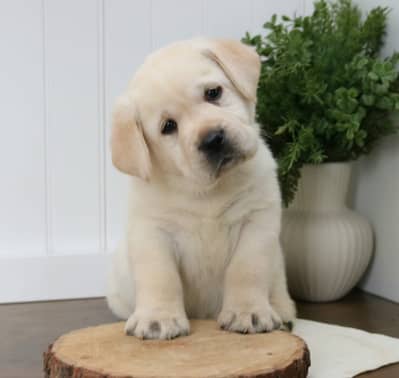 Labrador puppies 0325#5580193