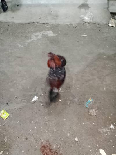 Aseel Murga 1 Saal Ka – Strong & Healthy (Urgent Sale)