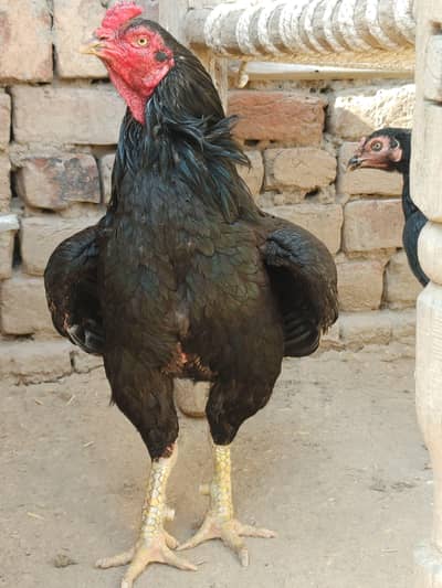 high quality mianwali breeder