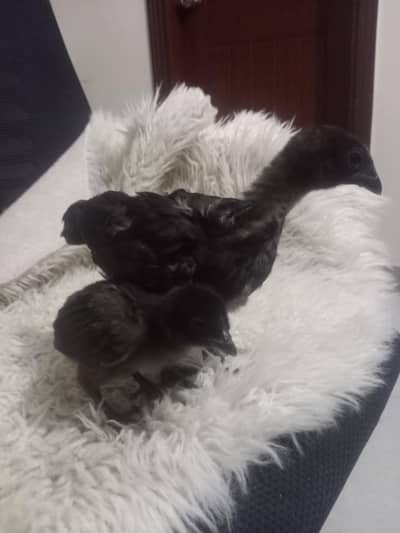 AYAM SAMANI F1 BREED ,ORIGINAL BLOOD LINE . THAILAND BREED