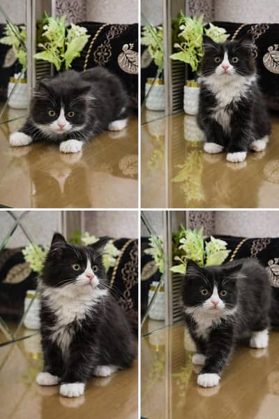 Super Cute Kittens Ready For New Home With Different Prices