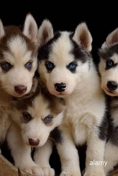 Husky puppies 0325#5580193