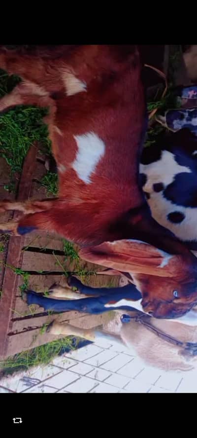 shok wala bacha ha bhai