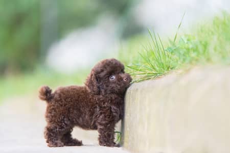 Poodle puppy 0325#5580193