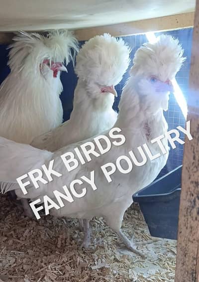 FRK BIRDS FANCY POULTRY