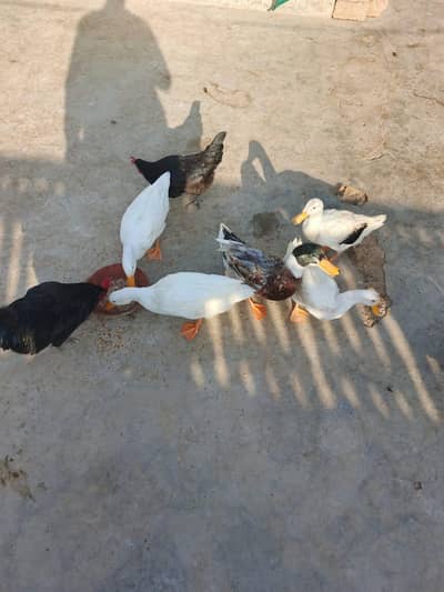 Ducks for sale