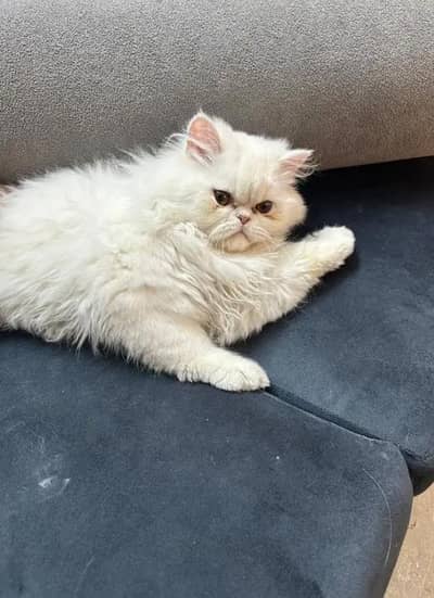 triple cote punch fece cat +92 348 9375822 wtsp