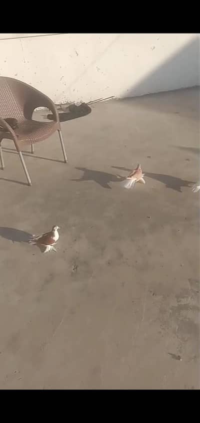 2 capal of sherazi n  1 pess of gola withe colur