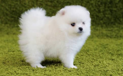 Pomeranian puppies 0330@5406@115