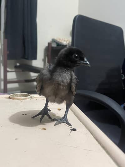 AYAM CEMANI CHICKS FOR SALE