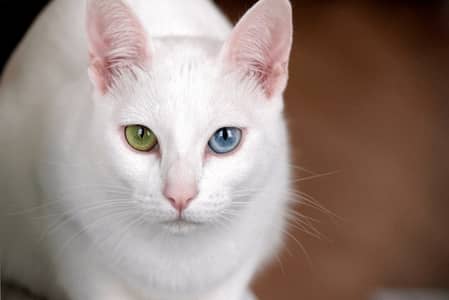 Cat having different eye colors