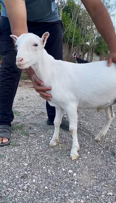 gulabi teddy pointed