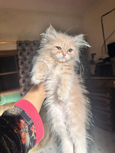 Persian male kitten triple coat